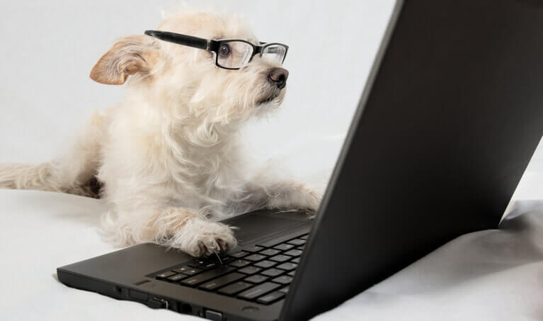 Dog wearing reading glasses