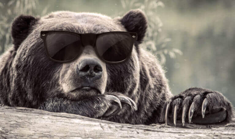 Bear wearing a pair of sunglasses