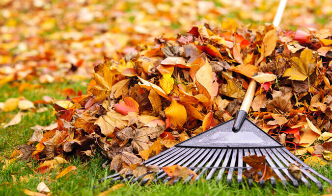 Rake laying in a pile of leaves